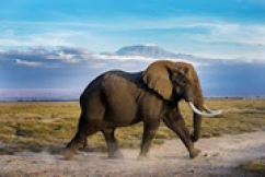 3 Days Safari Tour - Amboseli National Park - Mt Kilimanjaro Snow-Caped Views