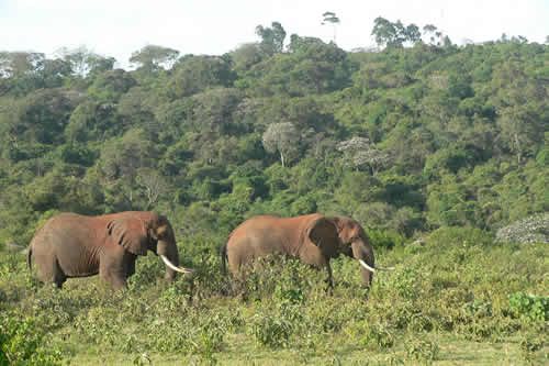 Aberdare National Park