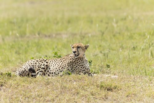 Masai Mara Game Reserve