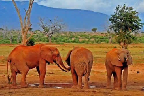 Tsavo National park