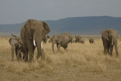 3 Days Masai Mara Game Reserve.