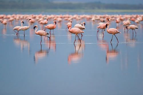 Lake Nakuru National Park