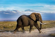 amboseli elephants