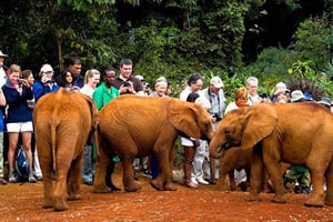 elephants nairobi