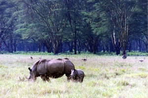 lake nakuru rhinos