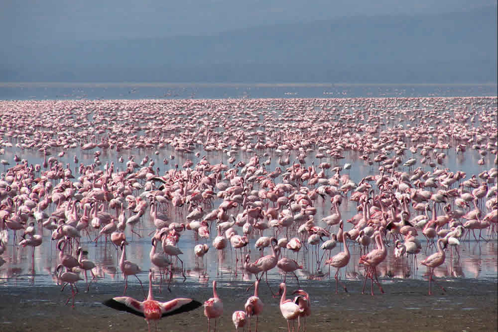 lake nakuru flamingos