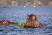 lake naivasha hippopotamus