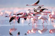 lake nakuru flamingos