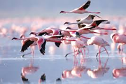 lake nakuru