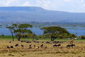 lake nakuru masai mara