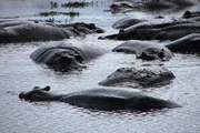 lake victoria hippopotsmus