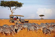 maasai mara zebra