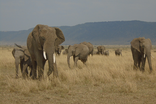 maasai mara game reserve