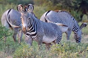 meru national park zebras