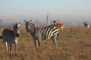 nairobi national park