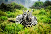 lake naivasha zebras