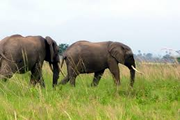 ngorongoro elephants