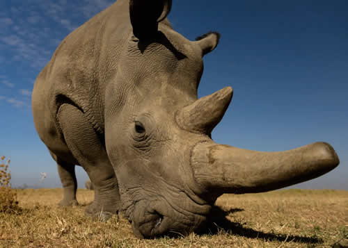 ol pejeta rhinos