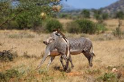 samburu national park