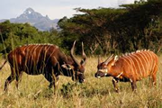 samburu game reserve