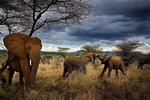 samburu national reserve