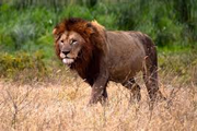 serengeti lions
