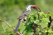 tarangire national park