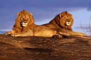 amboseli/tsavo west national park