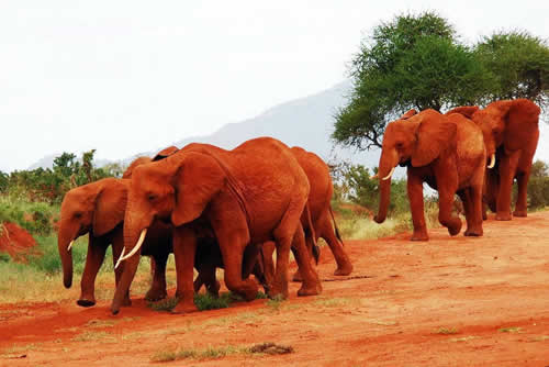 tsavo east elephants