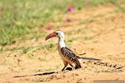 tsavo west/amboseli safaris