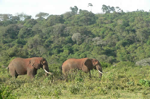 aberdare national park