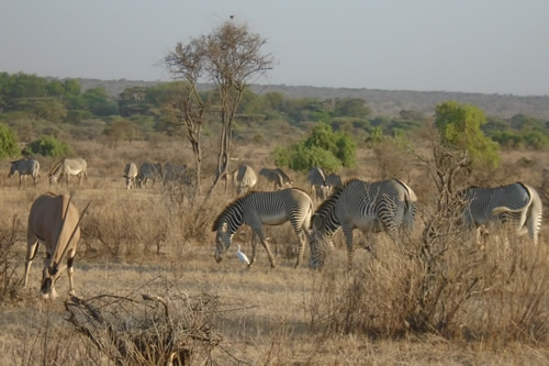 samburu national reserve