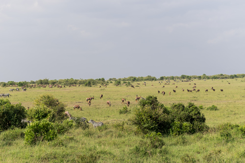 Tour Operators in Tanzania