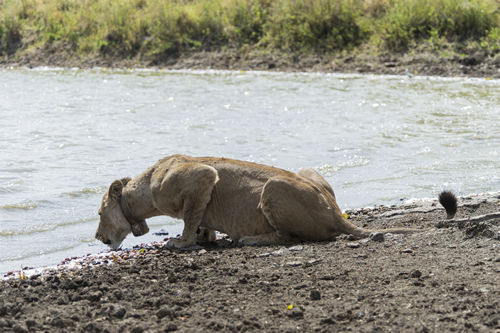 Tour Operators in Tanzania