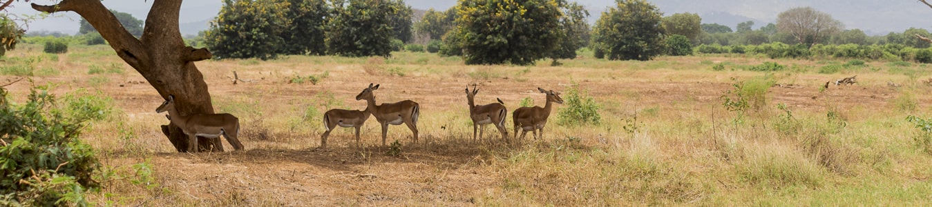 african pipit safaris - for kenya tanzania safaris