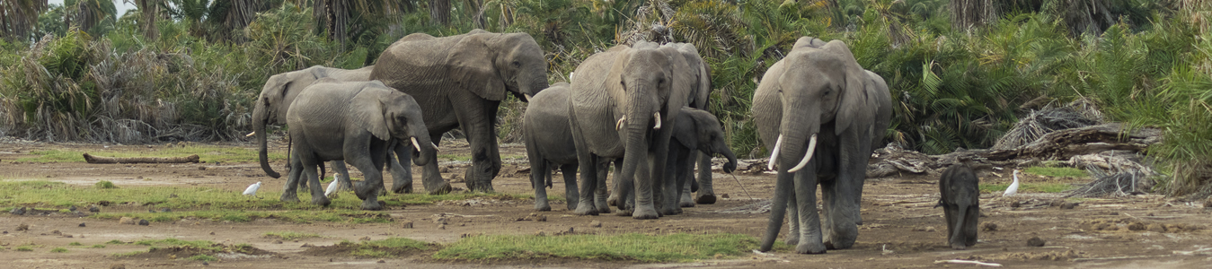 african pipit elephants