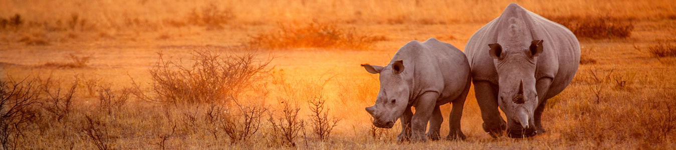 african pipit safaris - for kenya tanzania safaris
