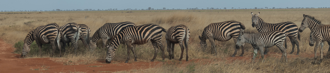 african pipit safaris - for kenya tanzania safaris